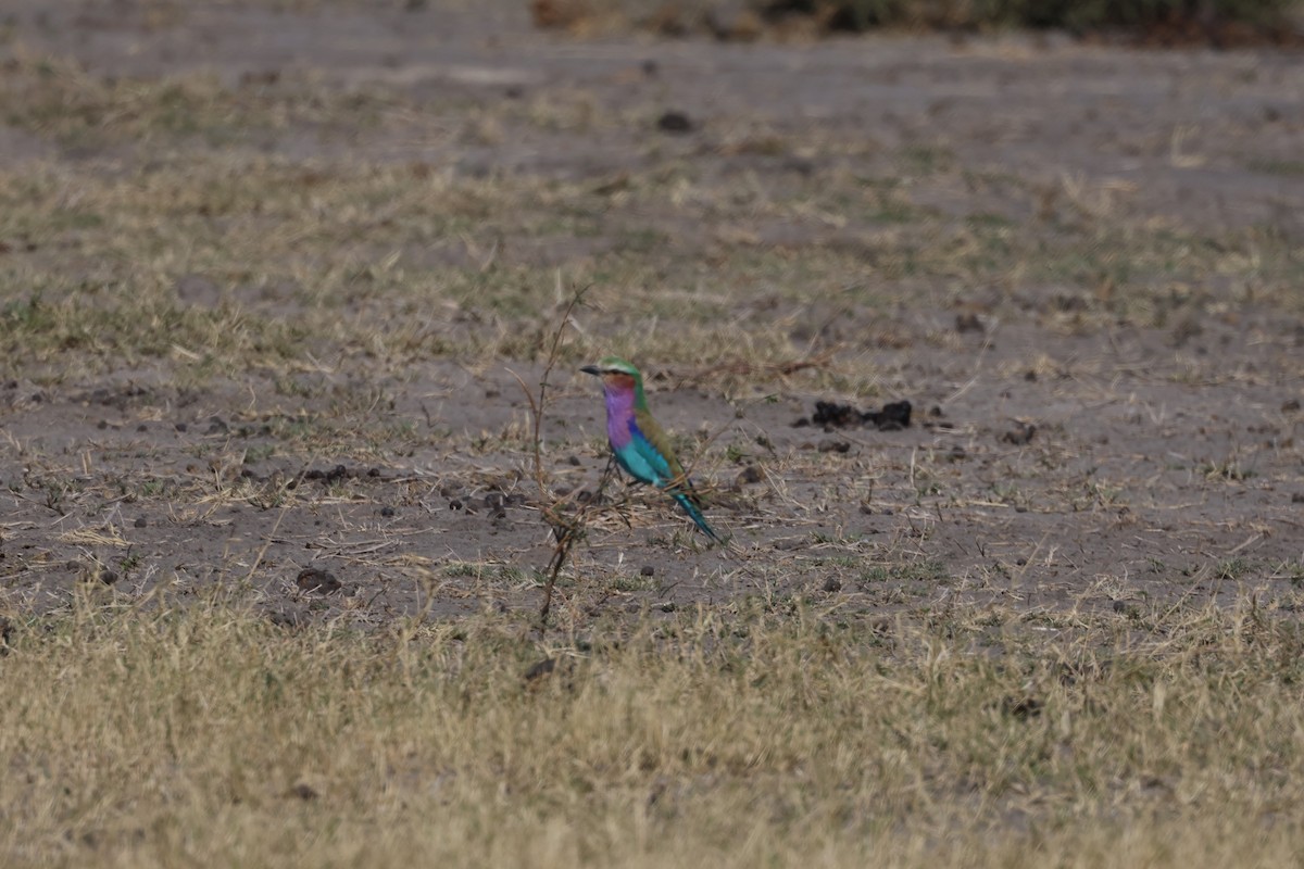 Lilac-breasted Roller (Lilac-breasted) - ML638232487