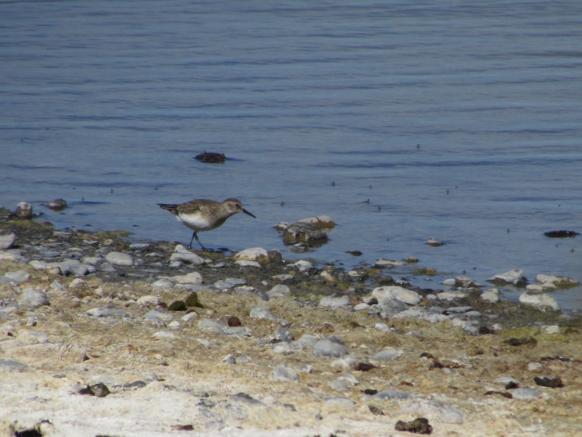 Baird's Sandpiper - ML638232490
