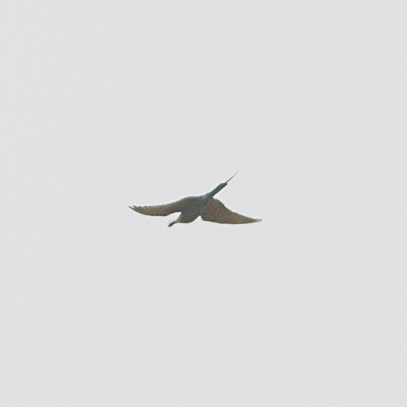 Blue-tailed Bee-eater - ML638232506