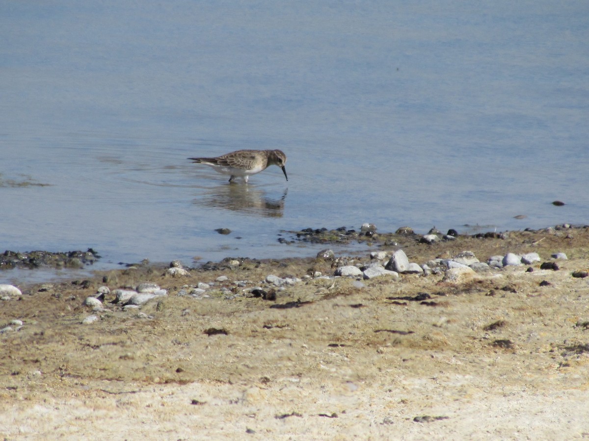 Baird's Sandpiper - ML638232509