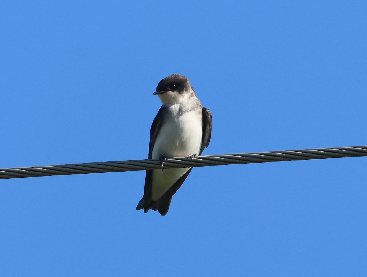 Tree Swallow - ML638232524
