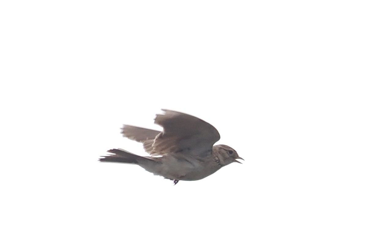 Mongolian Short-toed Lark - ML638232527