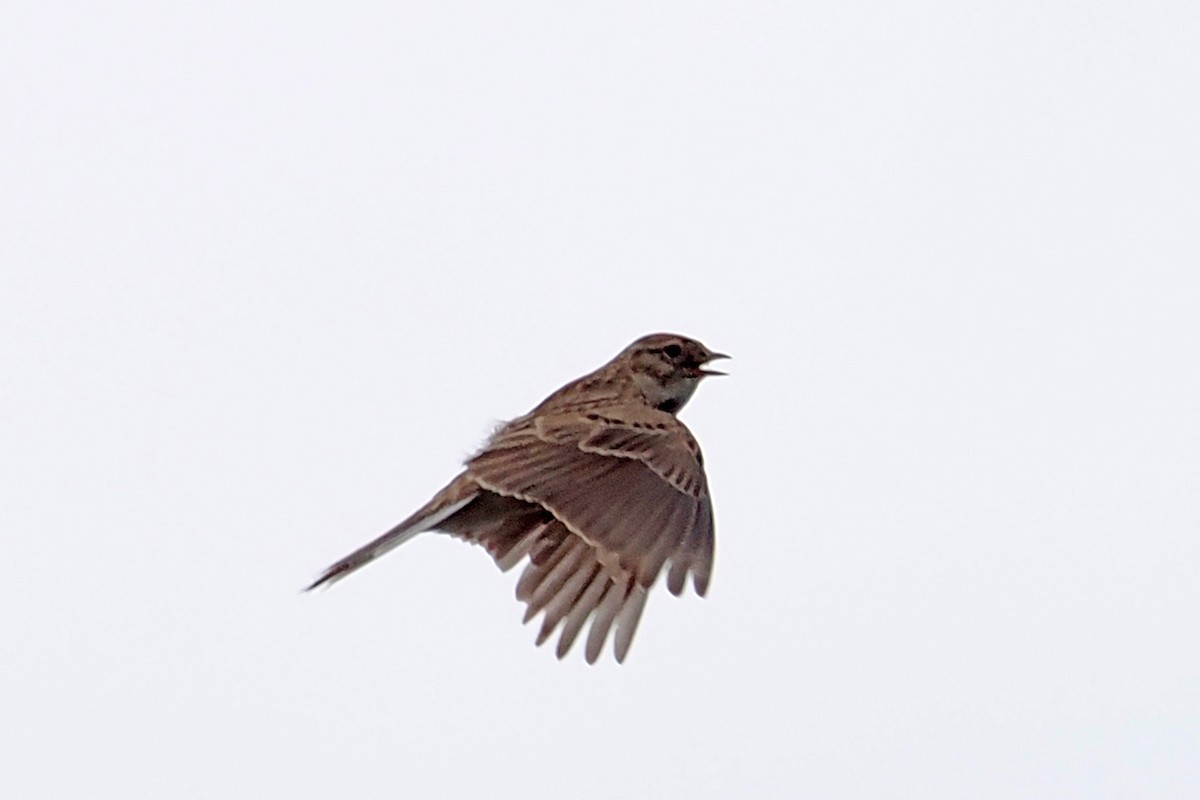 Mongolian Short-toed Lark - ML638232528