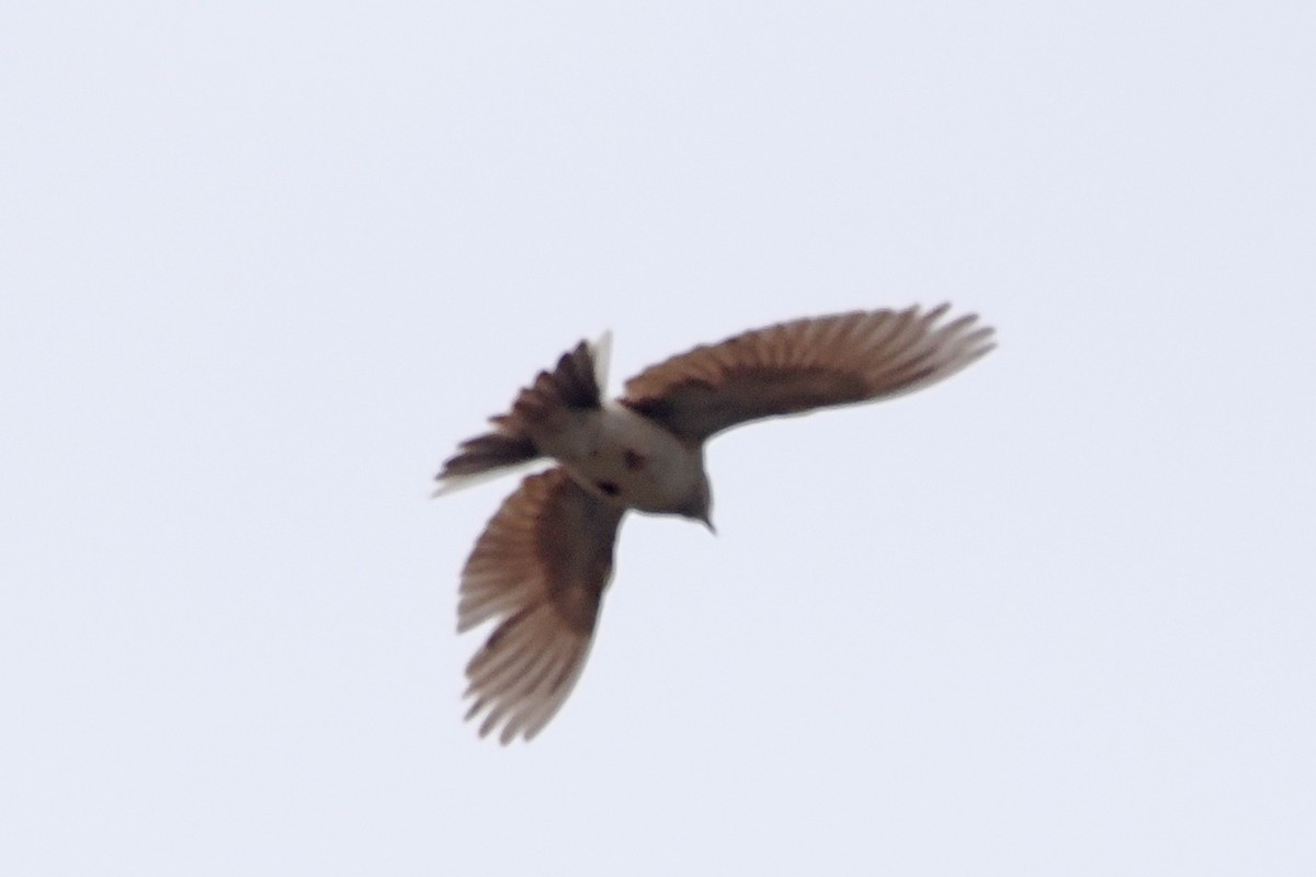 Mongolian Short-toed Lark - ML638232529