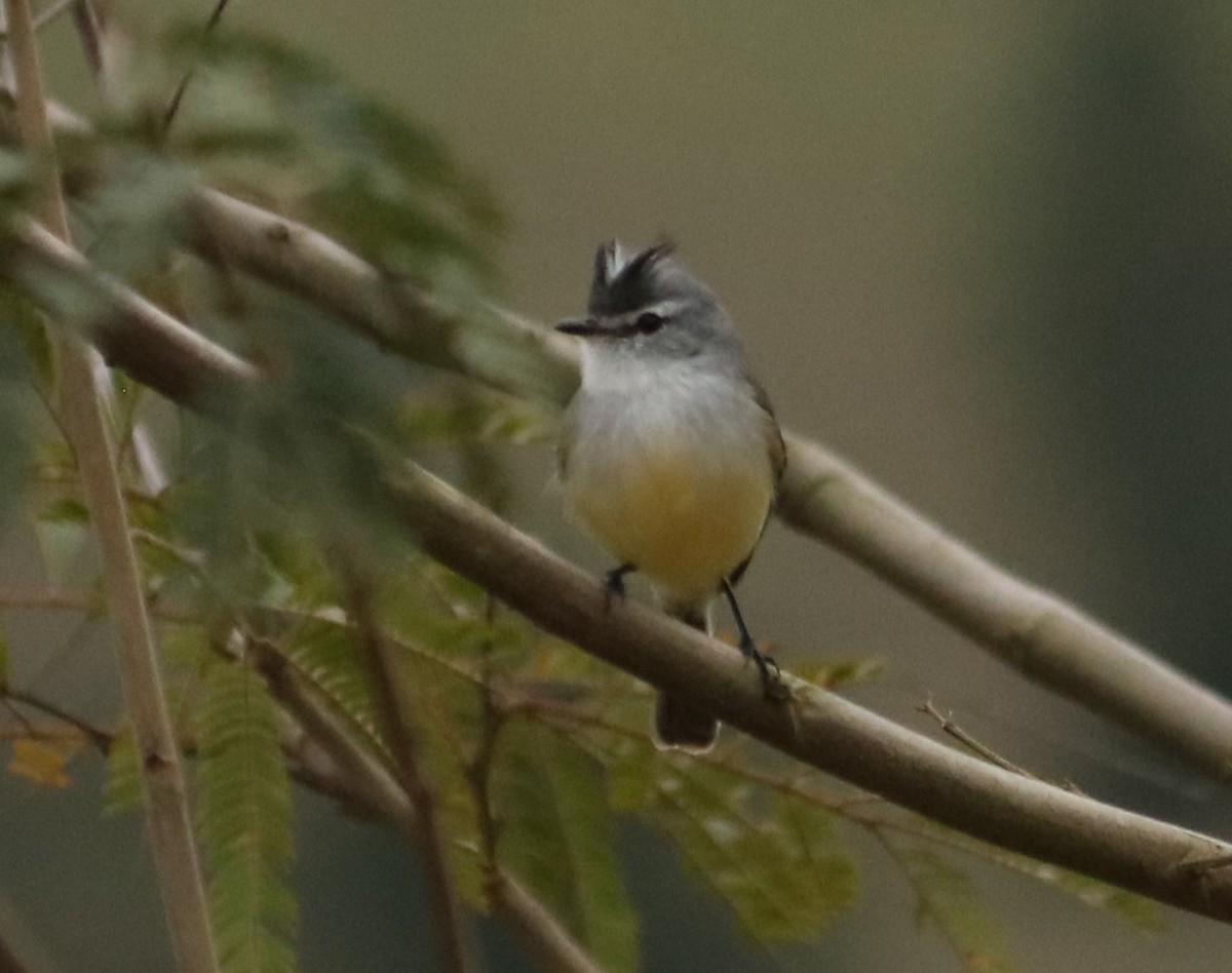 White-crested Tyrannulet - ML638232536
