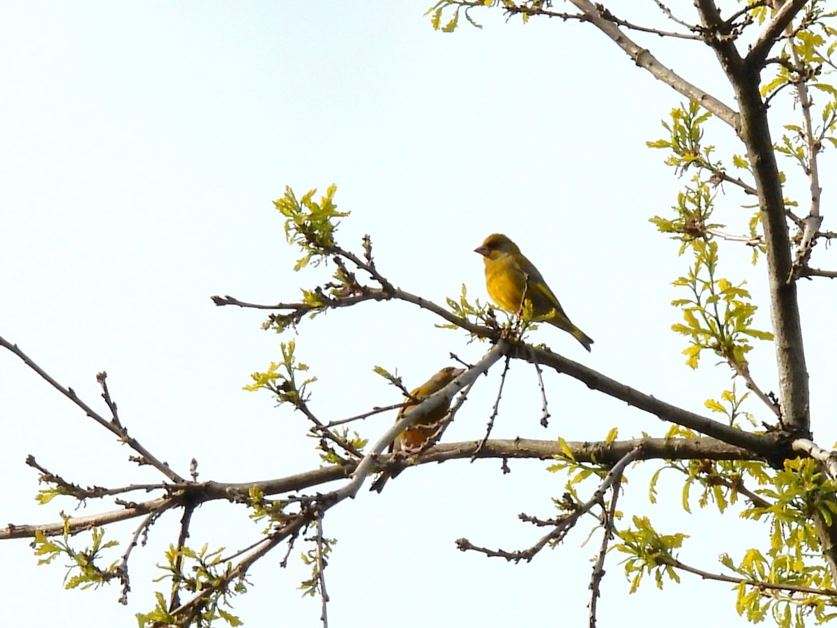 European Greenfinch - ML638232537