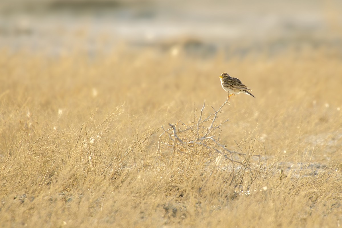 Turkestan Short-toed Lark - ML638232568