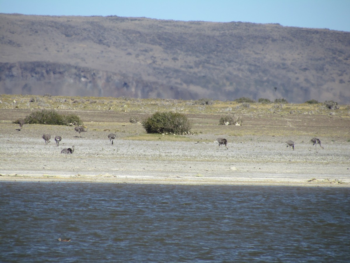 Lesser Rhea - ML638232575