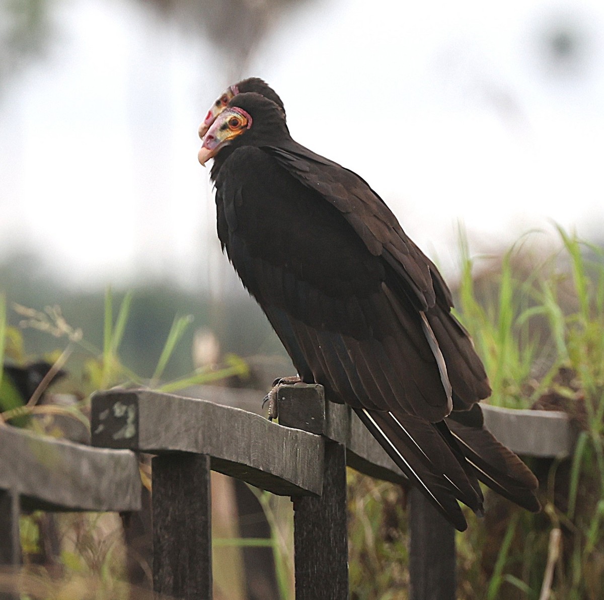 Lesser Yellow-headed Vulture - ML638232576