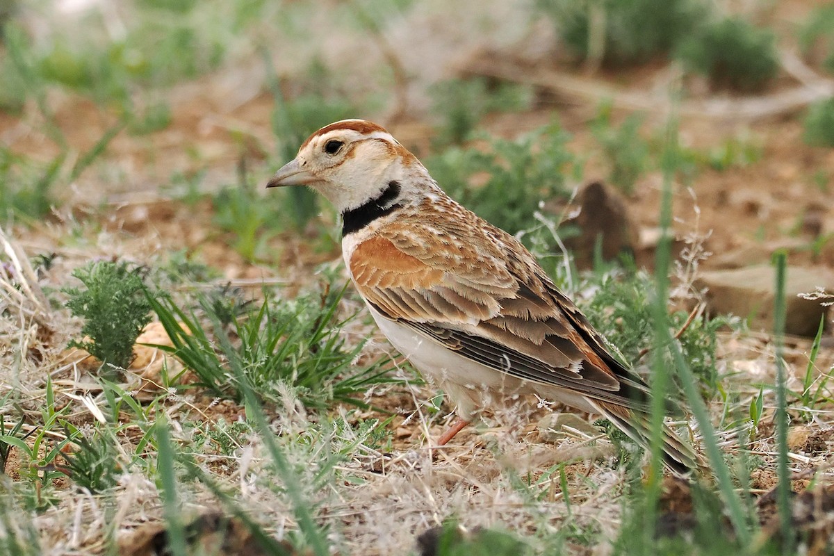 Mongolian Lark - ML638232589