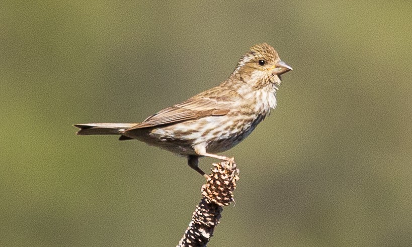 Cassin's Finch - ML638232602