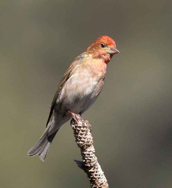Cassin's Finch - ML638232603