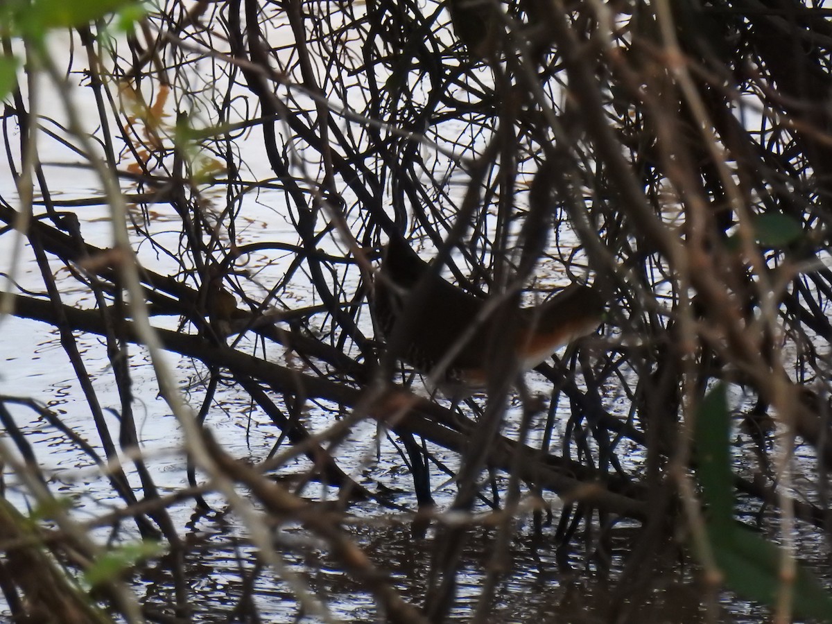 Rufous-sided Crake - ML638232605