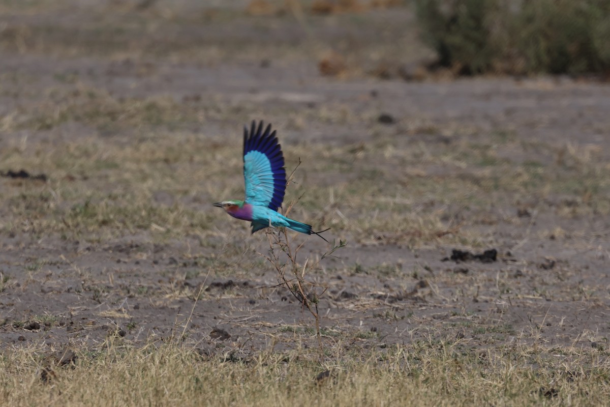 Lilac-breasted Roller (Lilac-breasted) - ML638232617