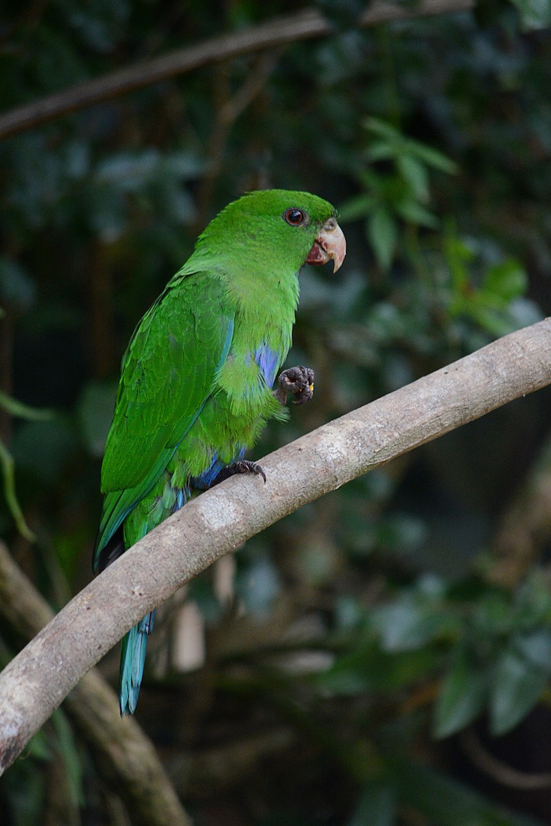 Blue-bellied Parrot - ML638232620
