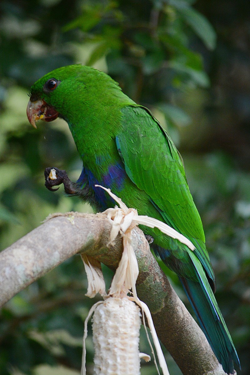 Blue-bellied Parrot - ML638232621