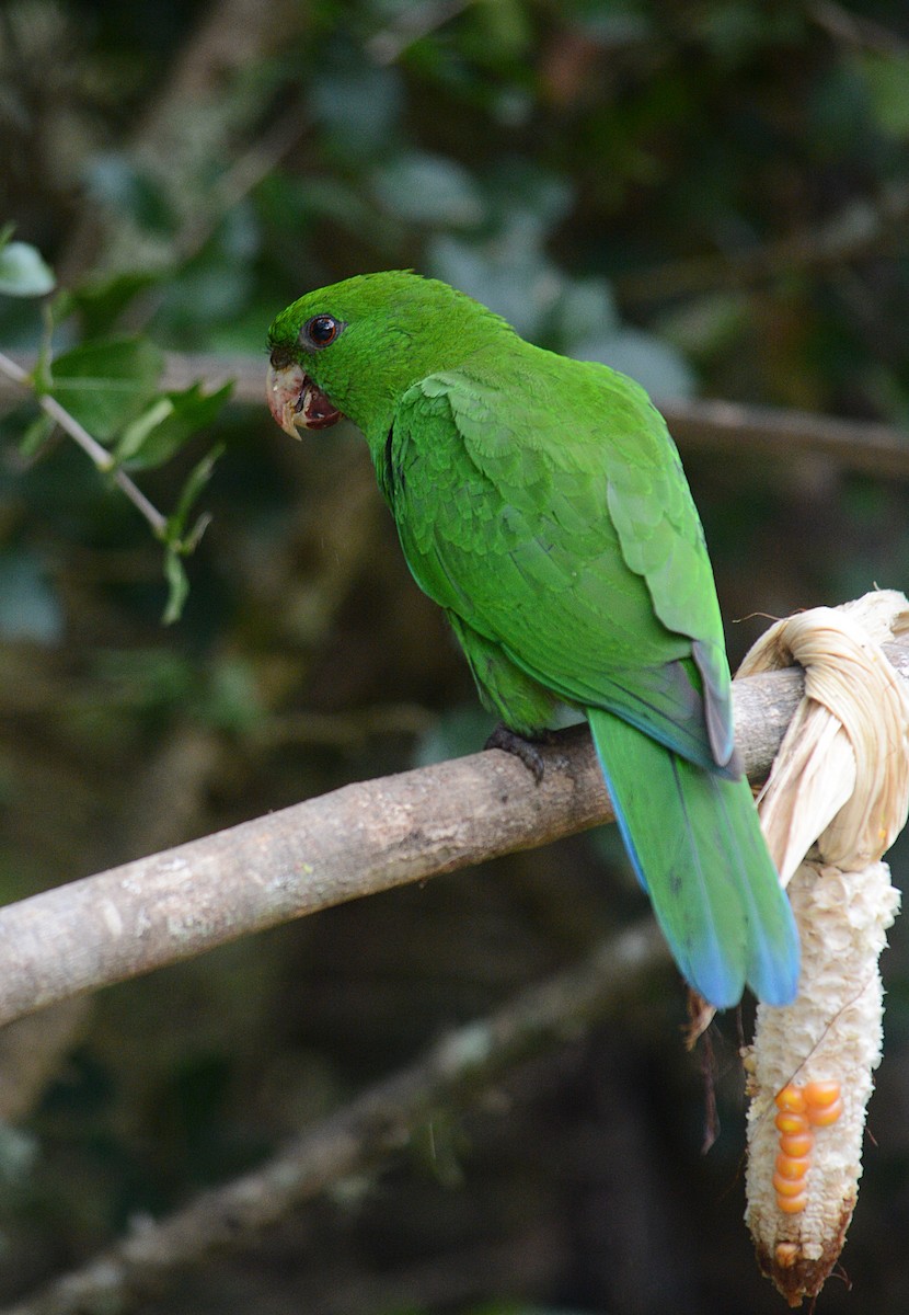 Blue-bellied Parrot - ML638232622