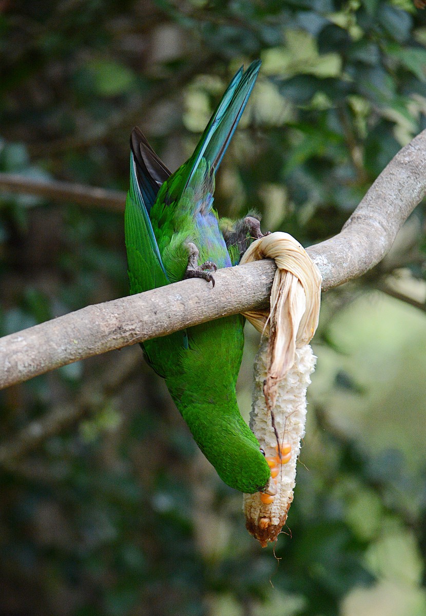 Blue-bellied Parrot - ML638232623