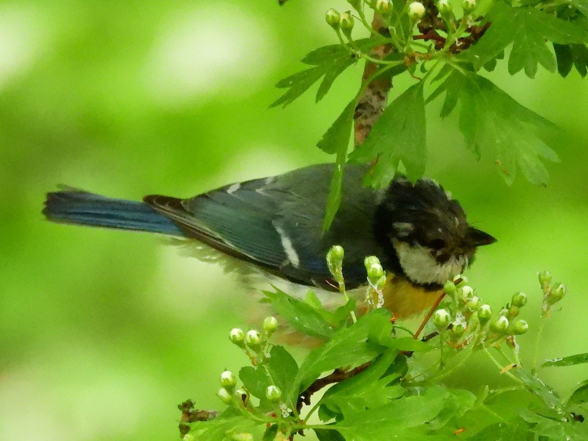 Eurasian Blue Tit - ML638232636