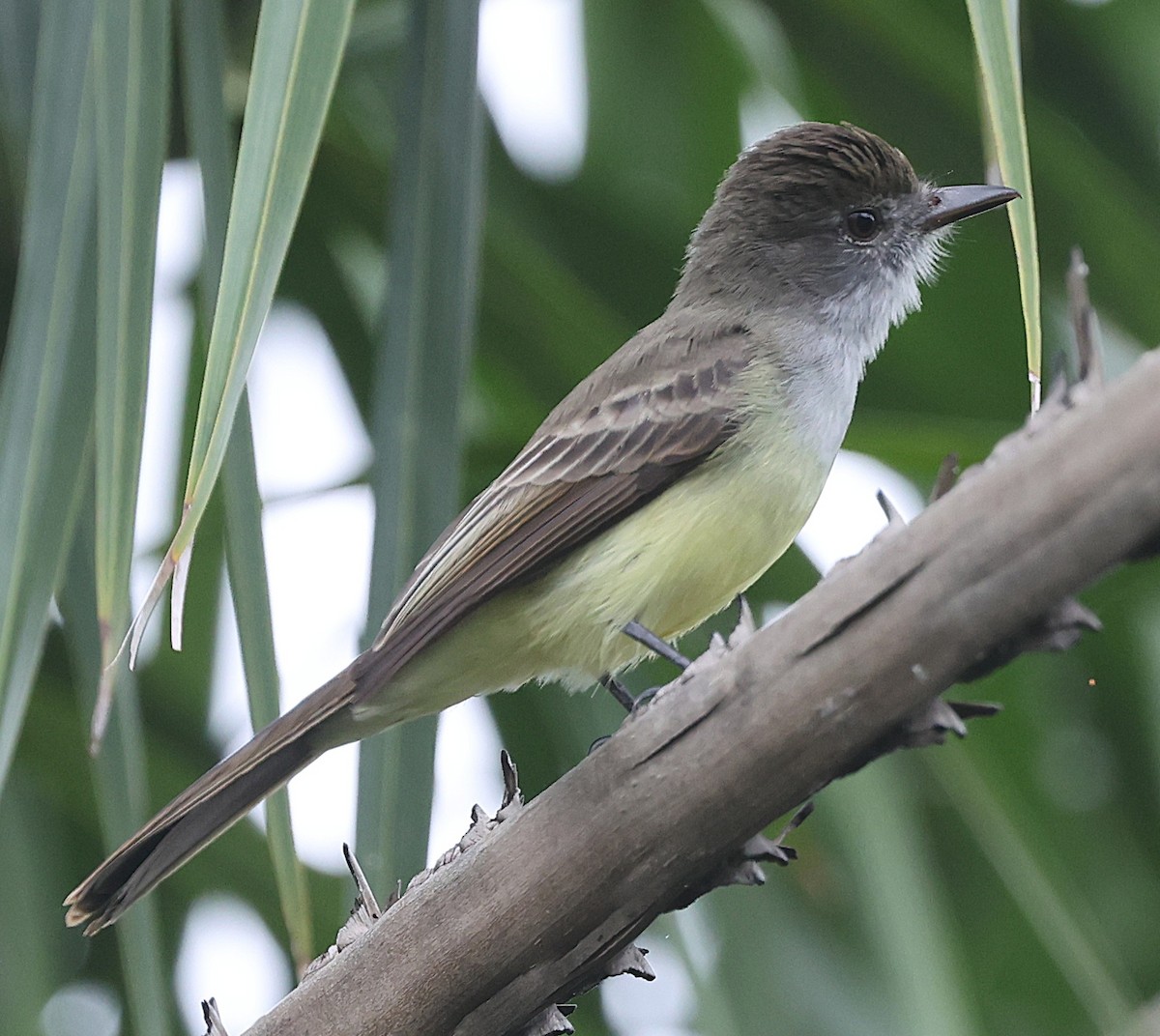Short-crested Flycatcher - ML638232638