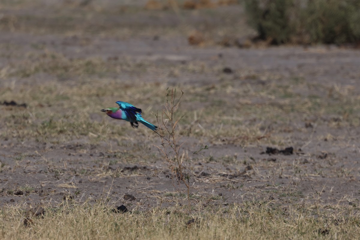 Lilac-breasted Roller (Lilac-breasted) - ML638232655