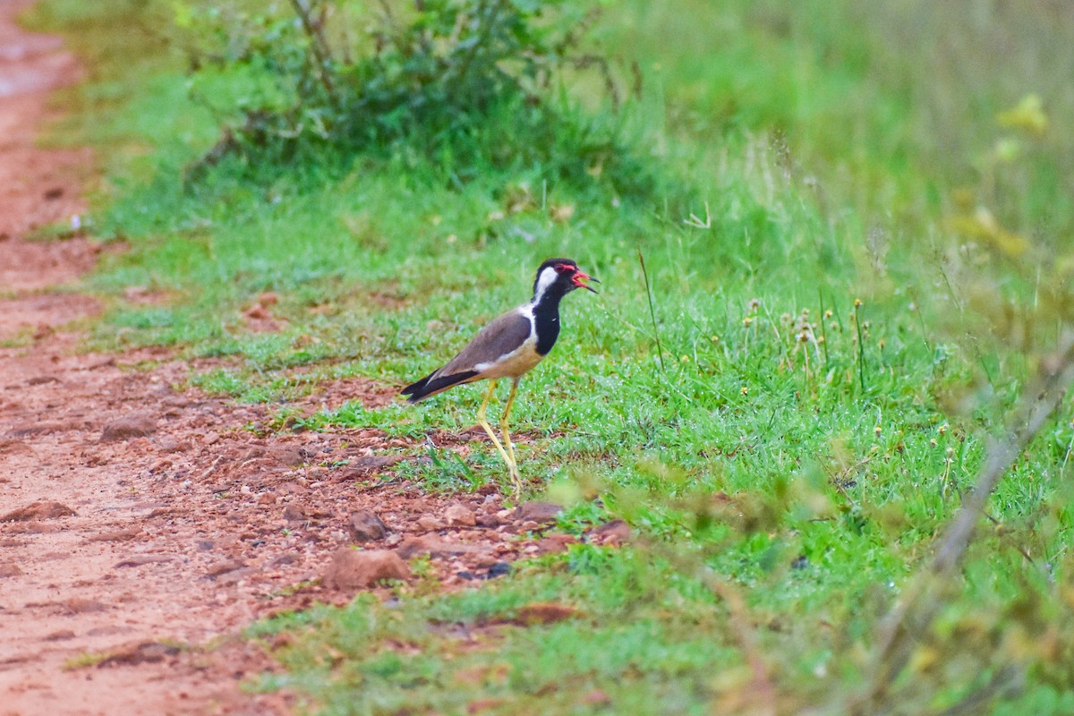 Red-wattled Lapwing - ML638232659