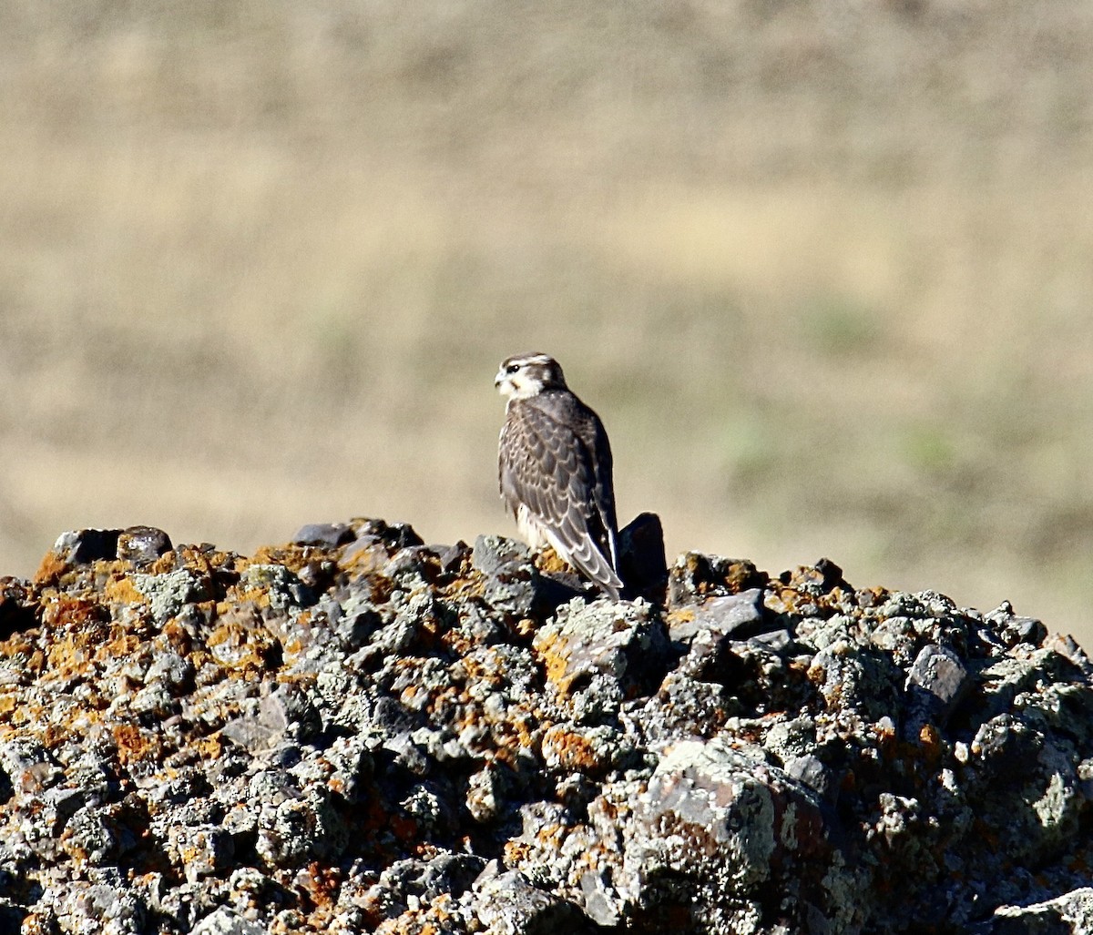 Prairie Falcon - ML638232662