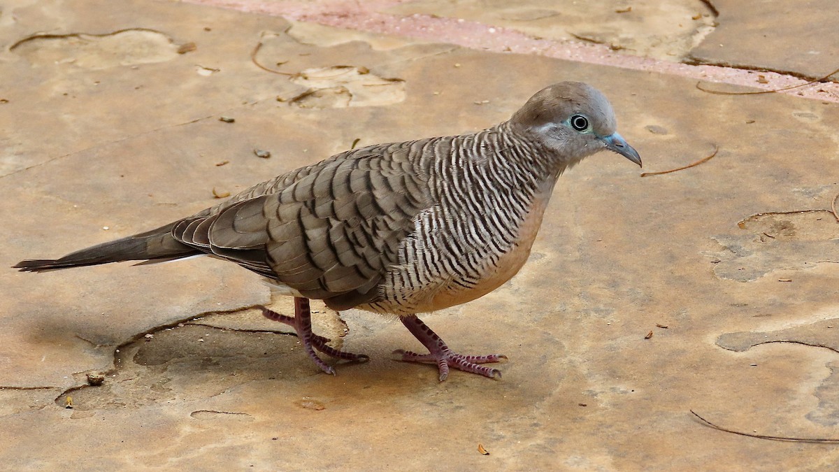 Zebra Dove - ML638232663