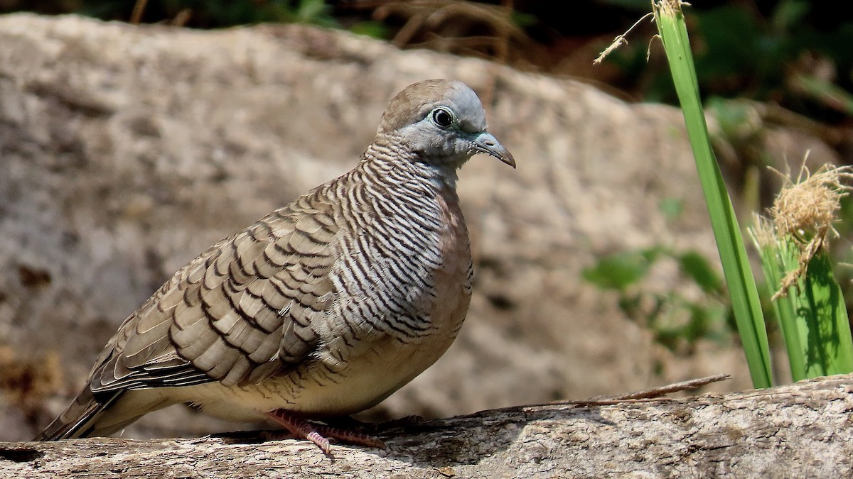Zebra Dove - ML638232664