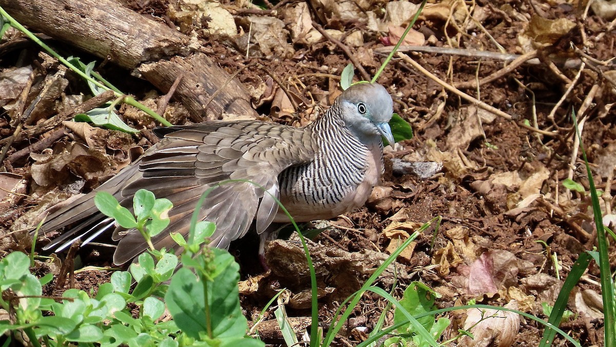 Zebra Dove - ML638232665