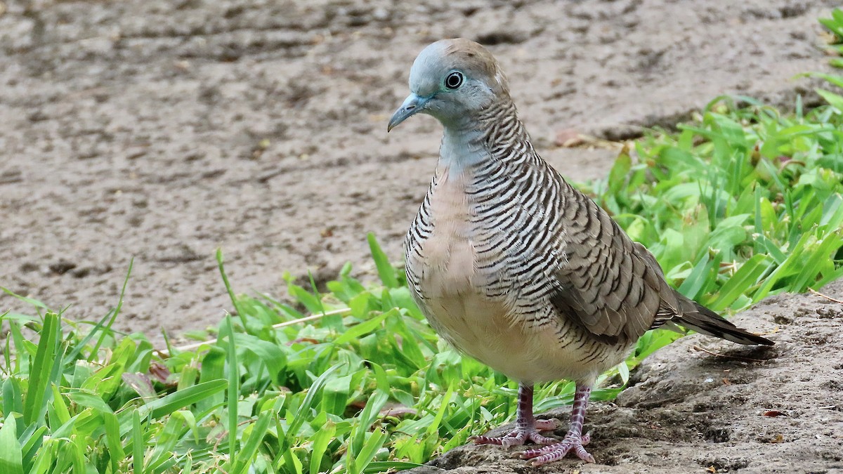 Zebra Dove - ML638232666