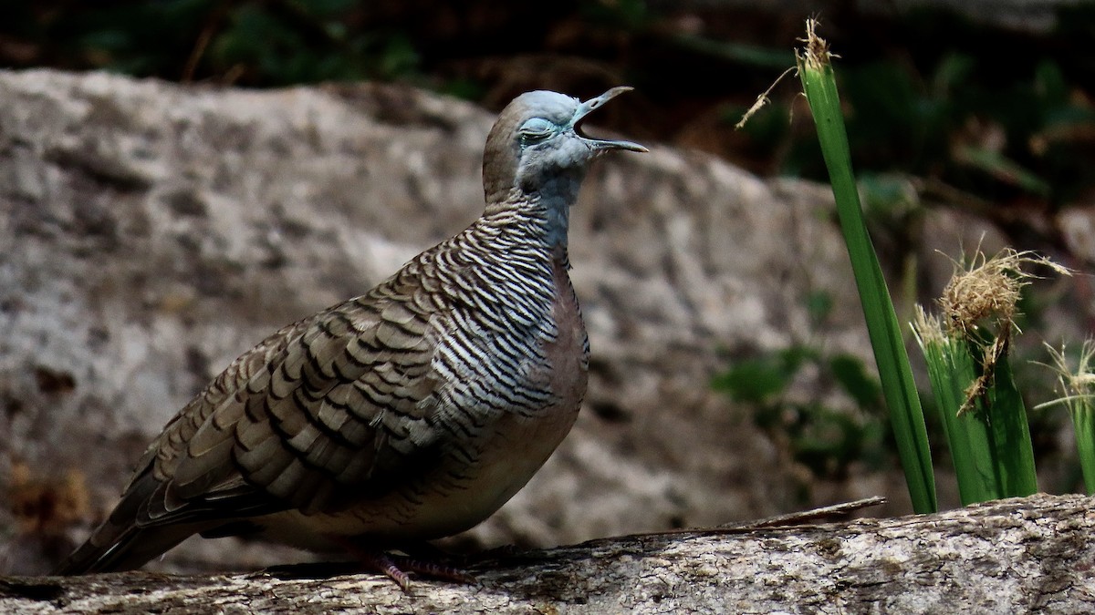 Zebra Dove - ML638232667