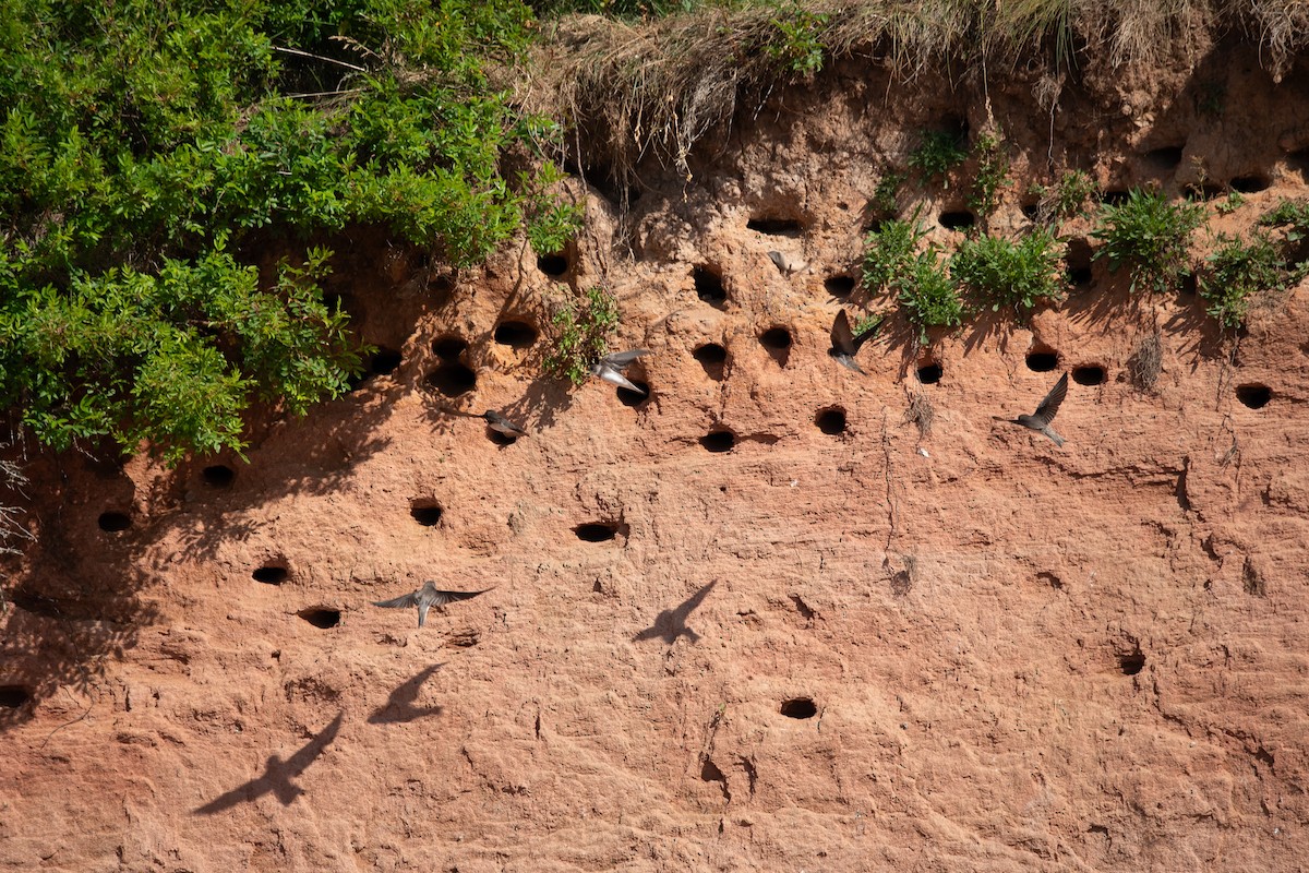 Bank Swallow - ML638232686