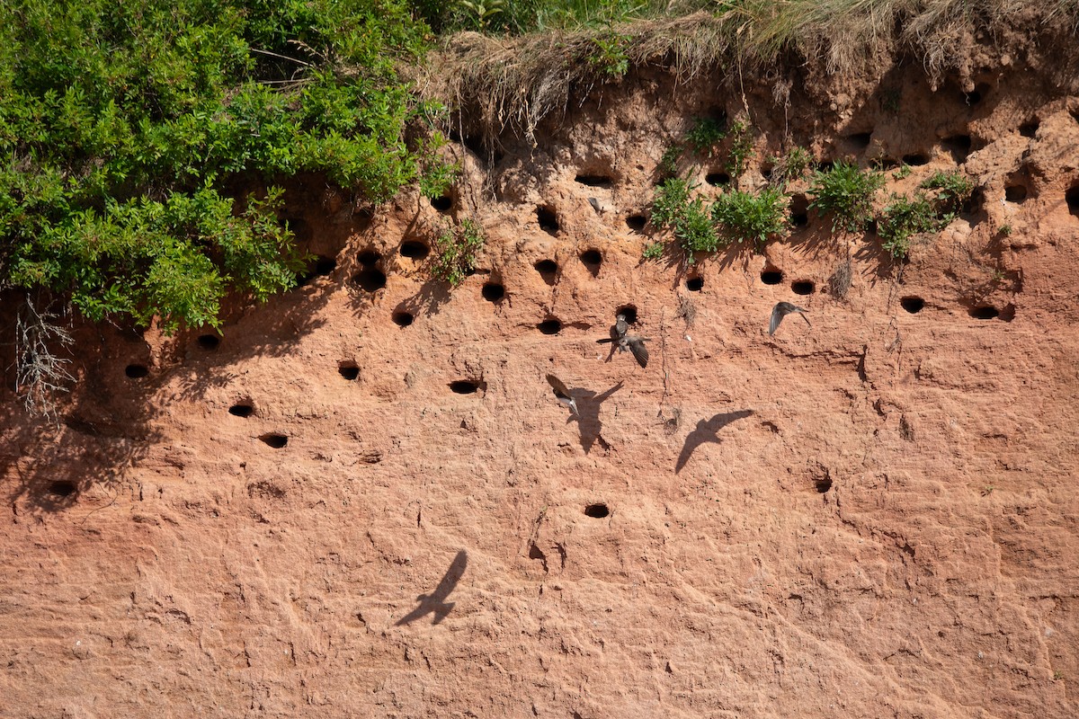 Bank Swallow - ML638232687