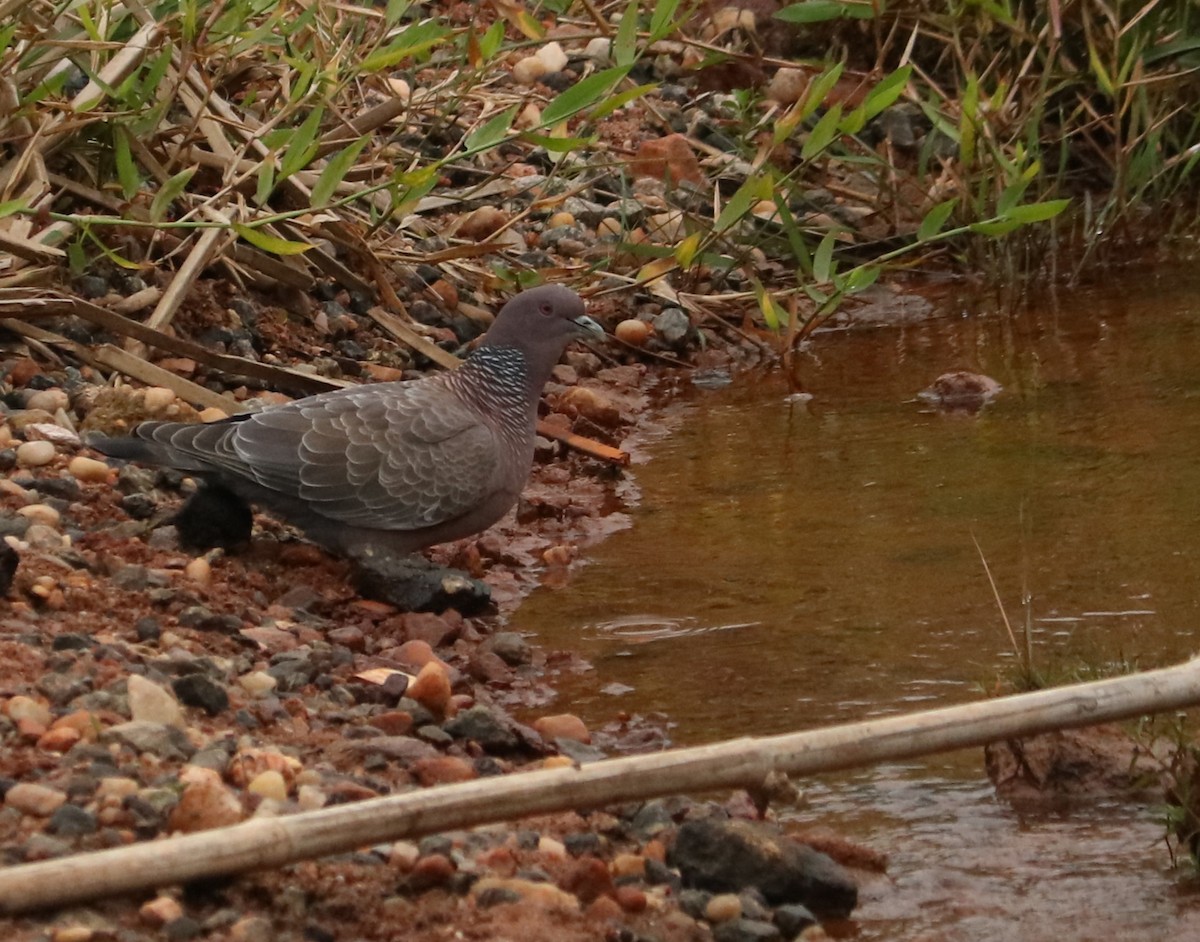 Picazuro Pigeon - ML638232692