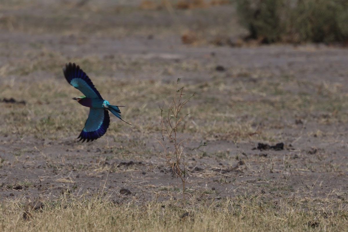 Lilac-breasted Roller (Lilac-breasted) - ML638232749