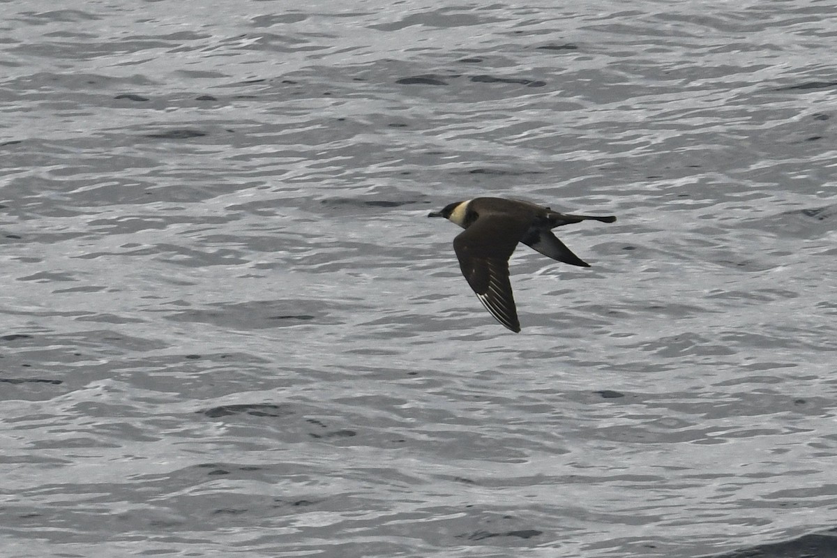 Pomarine Jaeger - ML638232759