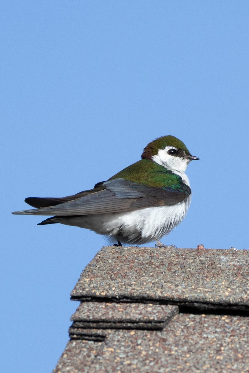 Violet-green Swallow - ML638232792