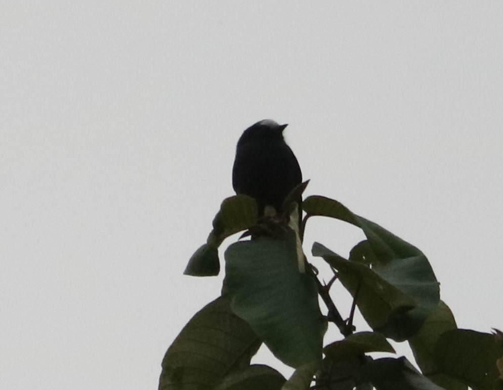 Long-tailed Tyrant - ML638232793