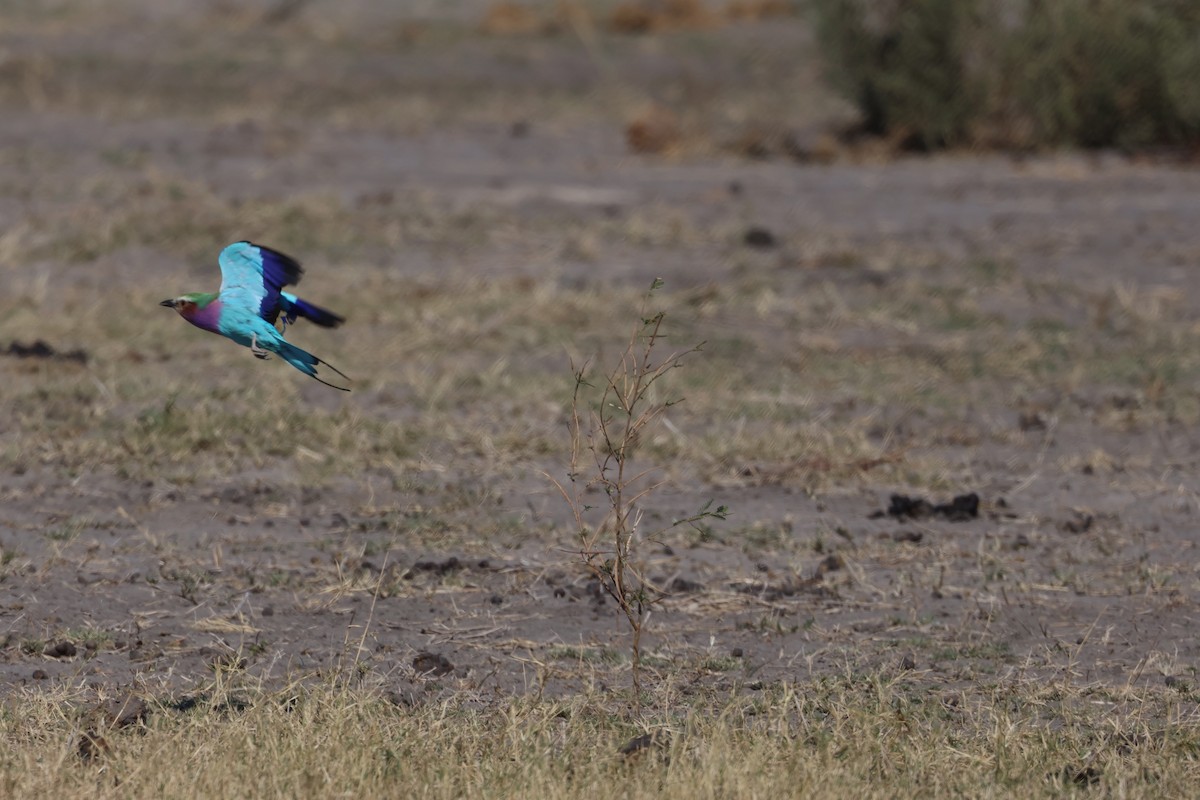 Lilac-breasted Roller (Lilac-breasted) - ML638232797