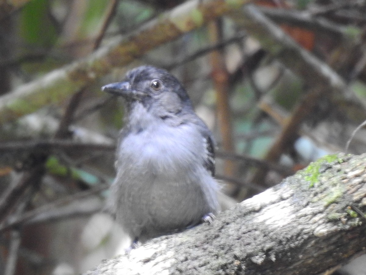 Blackish-gray Antshrike - ML638232810