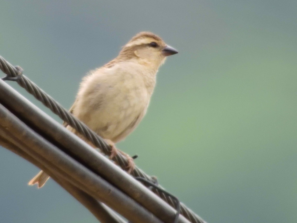 Russet Sparrow - ML638232823