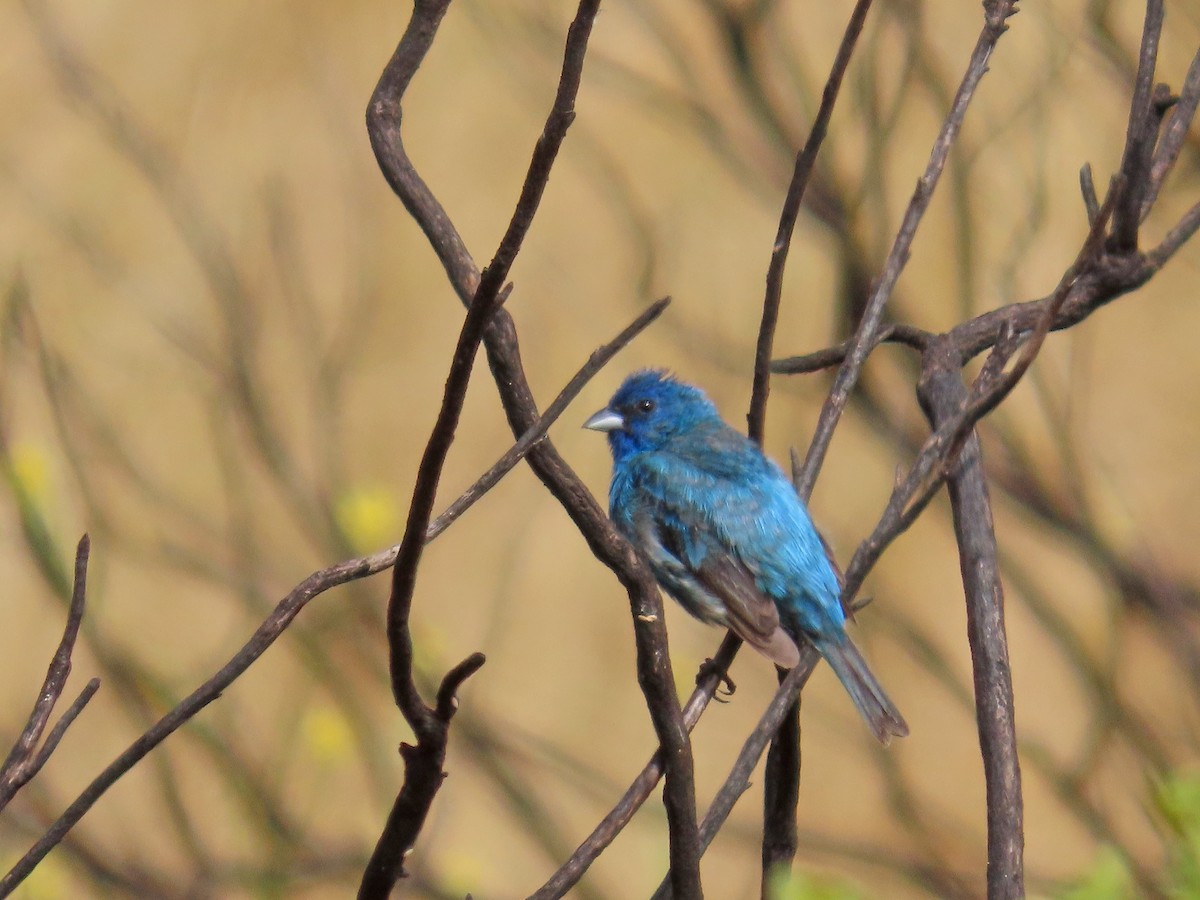 Indigo Bunting - ML638232831