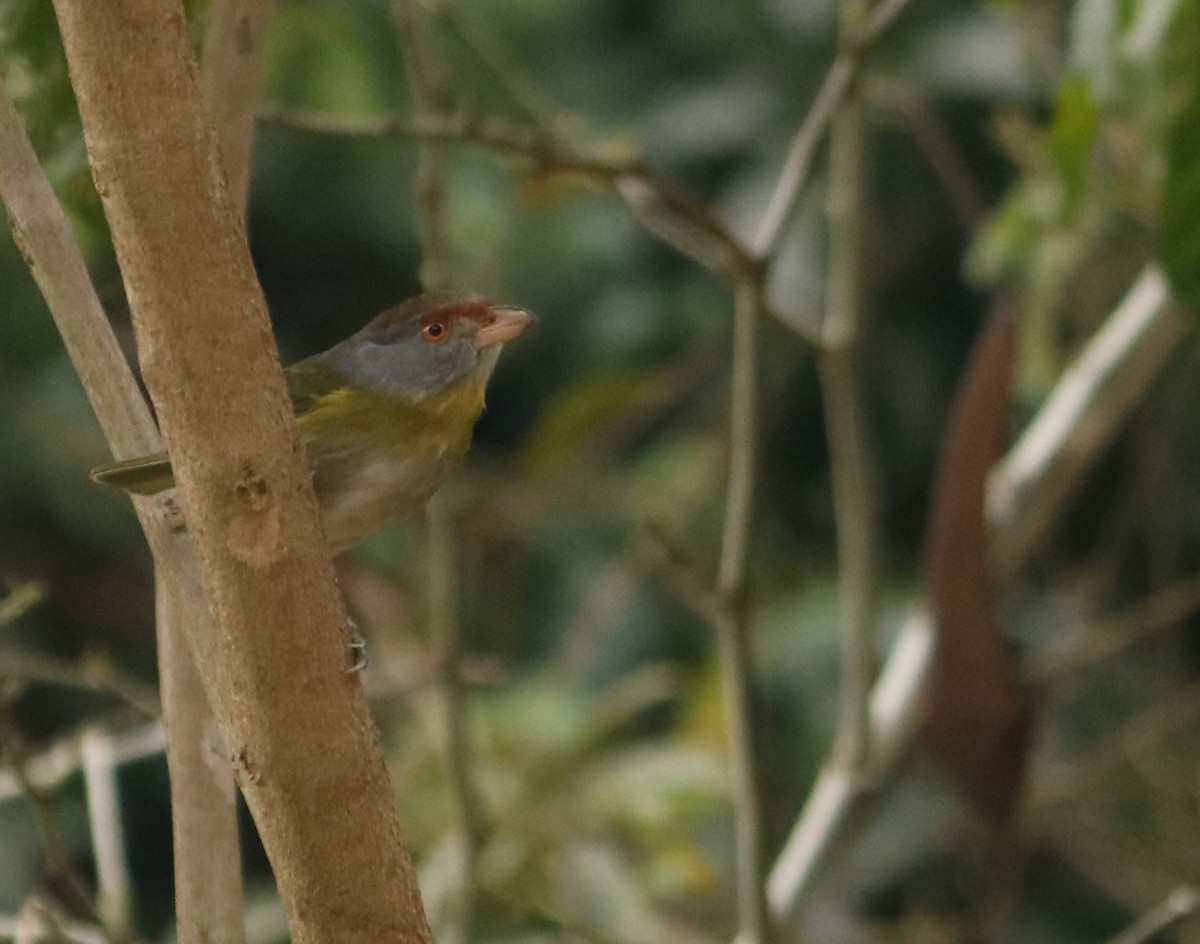 Rufous-browed Peppershrike - ML638232861