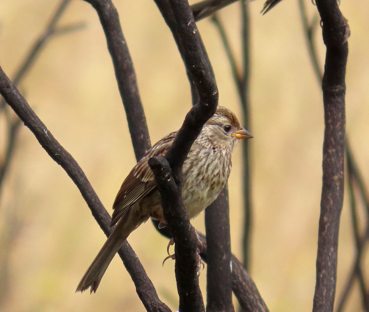 White-crowned Sparrow (nuttalli) - ML638232865