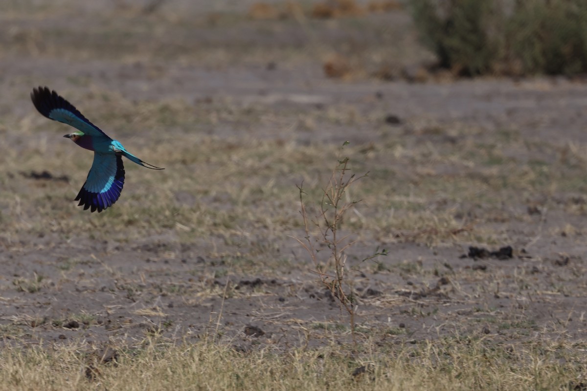 Lilac-breasted Roller (Lilac-breasted) - ML638232872