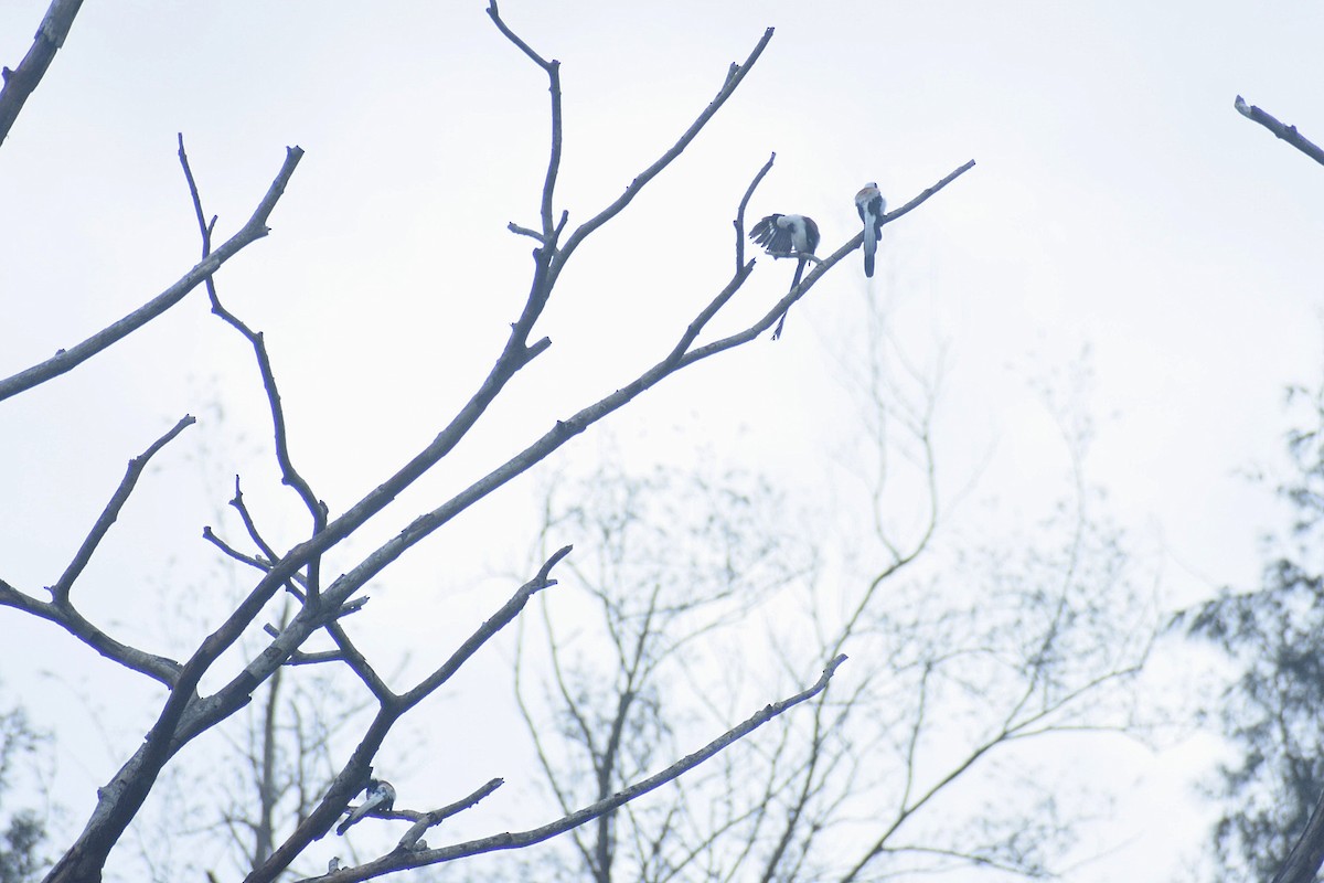 White-bellied Treepie - ML638232874