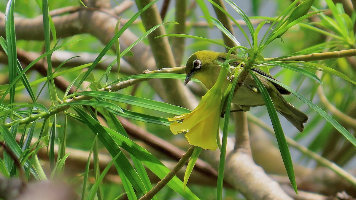 日菲繡眼 - ML638232877