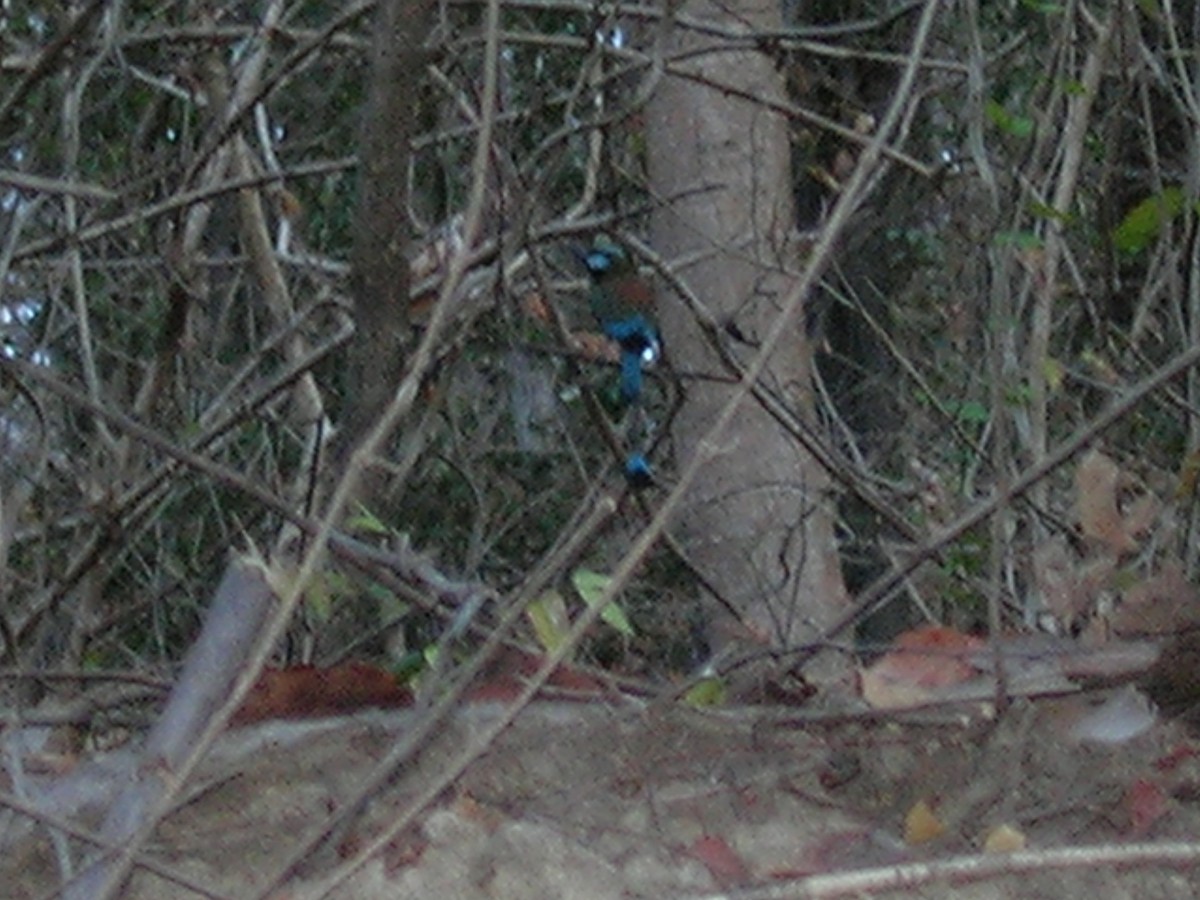 Turquoise-browed Motmot - ML638232885