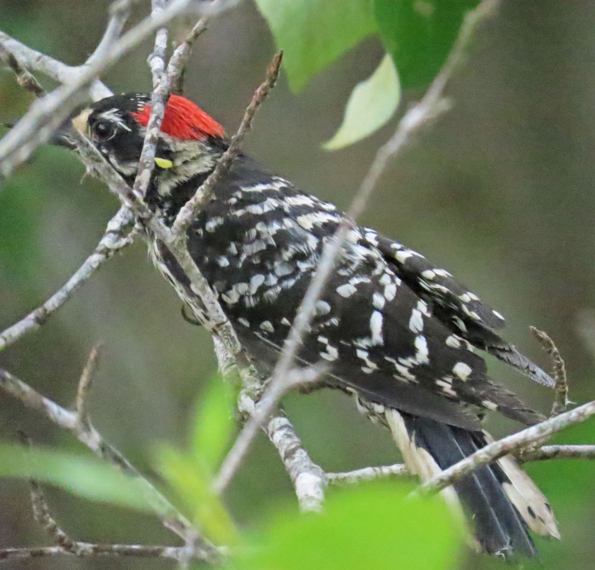 Nuttall's Woodpecker - ML638232903